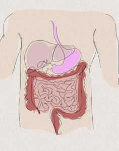 equilibrio microbiota intestinale