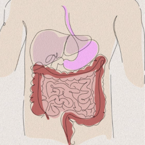 equilibrio microbiota intestinale