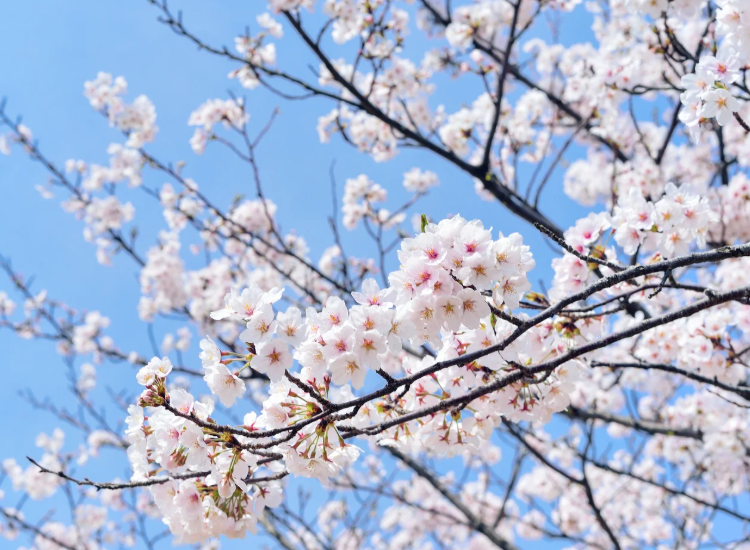 Rami di albero in fiore con fiori bianchi e rosa primaverili su sfondo di cielo azzurro.