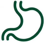 Digestione e stomaco
